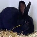 Black Female Rabbit Found Chamberlain Street