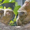 We Are Happy To Announce That Our Pygmy Marmoset, Inti (on The Right) Gave Birth To Twins On The 30th Of September!