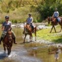 Horse Treks | Explore The Cable Bay Adventure Park At A More Relaxed Pace With A Guided Horse Trek.