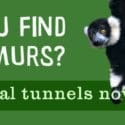 New Aerial Tunnels Now Open | Natureland Wildlife Trust