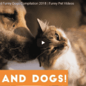 Funny Cats And Dogs Videos