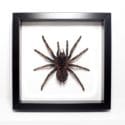 Tarantula Spiders Found In Nelson CBD!