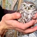 Have You Seen Our New Little Owl Aviary, Next Door To Our Native Walkthrough?