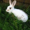 My Partner And I Are Currently Looking For A New Forever Home For Our Beautiful Rabbit Peanut.