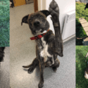 Some Of The Lovely Adult Dogs We Currently Have Available For Adoption | SPCA Nelson Centre