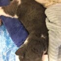 Found – Grey And White Domestic Shorthair Entire Male Cat | URGENTLY SEEKING STOKE OWNER
