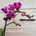 Stunning Mini Orchids Available In Store From Today At Expressions Florist