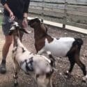 Our New Anglo-Nubian Goat Kids Have Officially Been Named! | Natureland Wildlife Trust