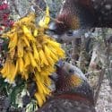 Kākā Conservation And Crafts – F&B Youth Nelson