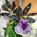 Zygopetalum Orchids  – Beautiful Orchids Originated From South America | Tim’s Garden