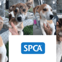 These Adorable Whippet X Cattle Dog Puppers Came In Yesterday. Super Cute And Super Wriggly! | SPCA Nelson