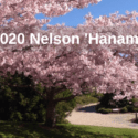 2020 Nelson ‘Hanami’: Nelson Miyazu Sister City Association And NZネルソン日本人会　Nelson Japanese Society In NZ