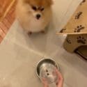 Pomeranian Doesn’t Approve Of Diet