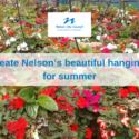 Help To Create Nelson’s Beautiful Hanging Baskets For Summer: Nelson City Council