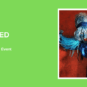 CHRONOS INTERRUPTED: Nelson Arts Festival