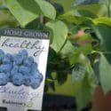 How To Grow Blueberries | Mitre 10 Easy As Garden