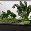 How To Create A Portable Veggie Garden For Small Spaces | Mitre 10 Easy As Garden
