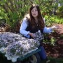 Mass-Planting ‘Blushing Princess’ Alyssum ? ?// Garden Answer