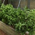 How To Grow Basil