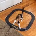 This Cat Is Just Too Fast For This Toy Racecar!