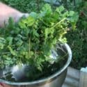 5 Tips How To Grow A Ton Of Coriander Or Cilantro In Container/Garden Bed
