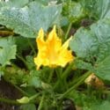 Growing Zucchini (Courgettes) From Sowing To Harvest