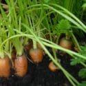 Growing Carrots From Sowing To Harvest