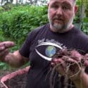How To Grow Sweet Potato In Containers Or Pots