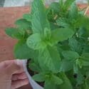 How To Grow Mint From Cutting (Step By Step Guide)