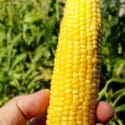 5 Tips How To Grow A Ton Of Sweetcorn In One Raised Garden Bed Or Container