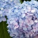 How To Grow Hydrangeas | Mitre 10 Easy As Garden