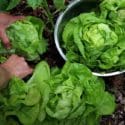 How To Grow Lettuce From Seed To Harvest