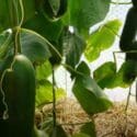 Growing Cucumbers From Sowing To Harvest