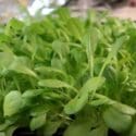 Quick Easy Growing Mesclun Gourmet Mix Of Baby Greens Lettuce: But Is It Really A Gourmet Mix?