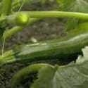 How To Grow & Harvest Courgettes