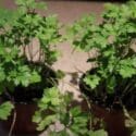 How To Grow Parsley In A Pot From Seed