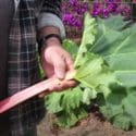 Planting And Growing Rhubarb