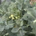 How To Grow & Harvest Broccoli
