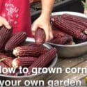 How To Grow Corn In Your Own Garden ?