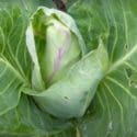 Growing Cabbages From Sowing To Harvest