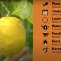 How To Grow Citrus | Mitre 10 Easy As Garden