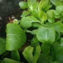 Growing Bok Choy From Seeds (with Actual Results)