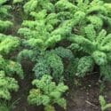 Growing Kale From Sowing To Harvest