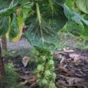 How To Grow Brussel Sprouts From Seed Free From Club Root