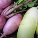 Growing Radishes From Sowing To Harvest