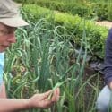 How To Grow Spring Onions – A Handy Step By Step Guide