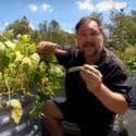 5 Top Tips How To Grow A Ton Of Dwarf Beans In A Small Raised Garden Bed Or Container