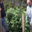 How To Grow Peas – A Step By Step Guide