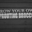 How To Grow Sprouting Broccoli – The Easy Way