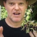 HOW TO GROW CHARD / SILVER BEET – Greg The Gardener